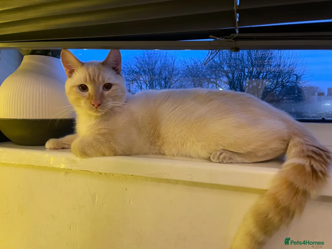 Mixed Breed cats for sale: 3 Beautiful Ginger Mix Siamese Boys Ready Now in Sutton-in-Ashfield - Advert 20