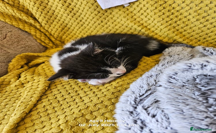 Domestic Shorthair cats - Advert 9
