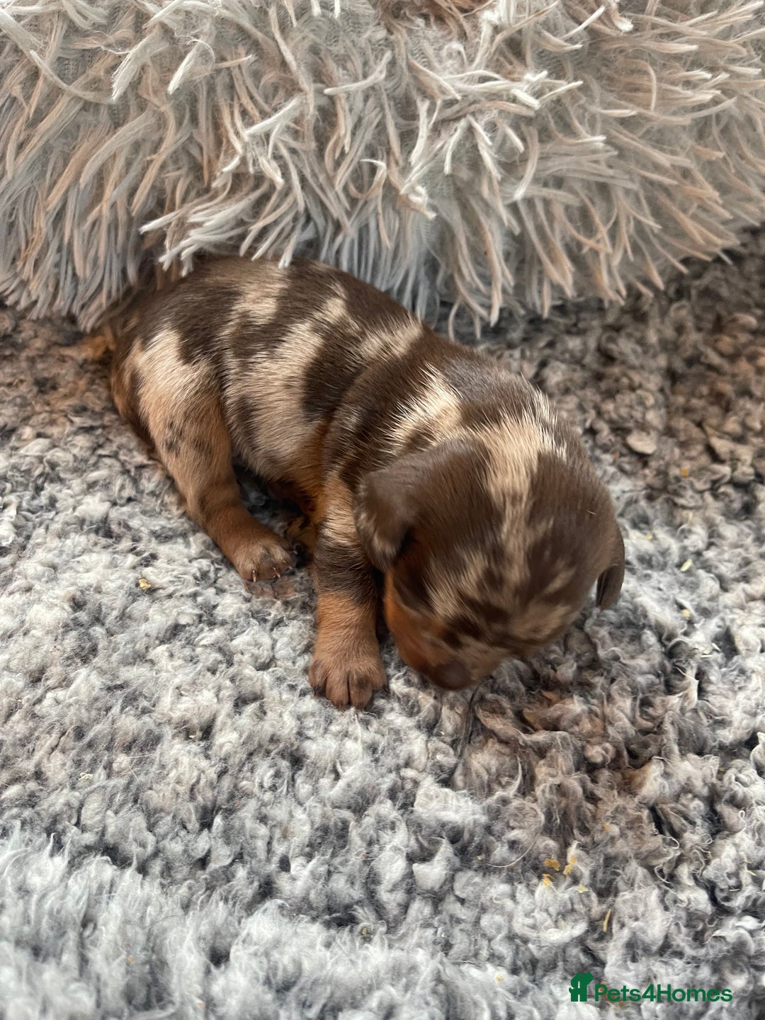 Miniature Dachshund dogs for sale: Stunning tiny KC Miniature Dachshunds - Advert 7