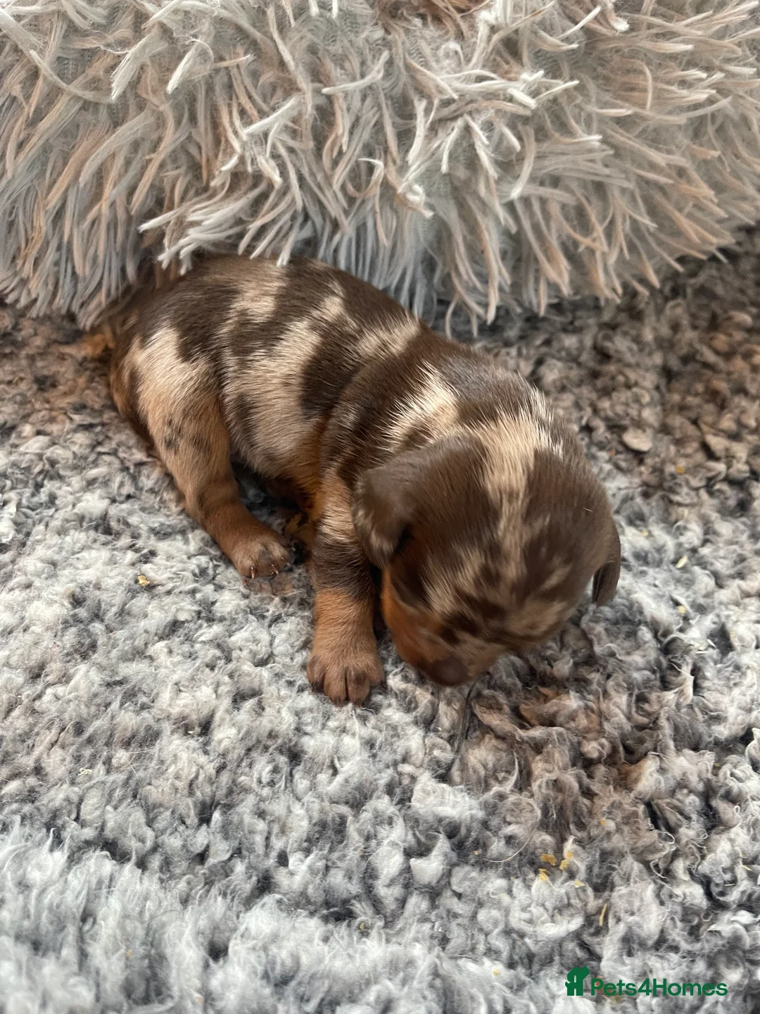 Miniature Dachshund dogs for sale: Stunning tiny KC Miniature Dachshunds - Advert 7