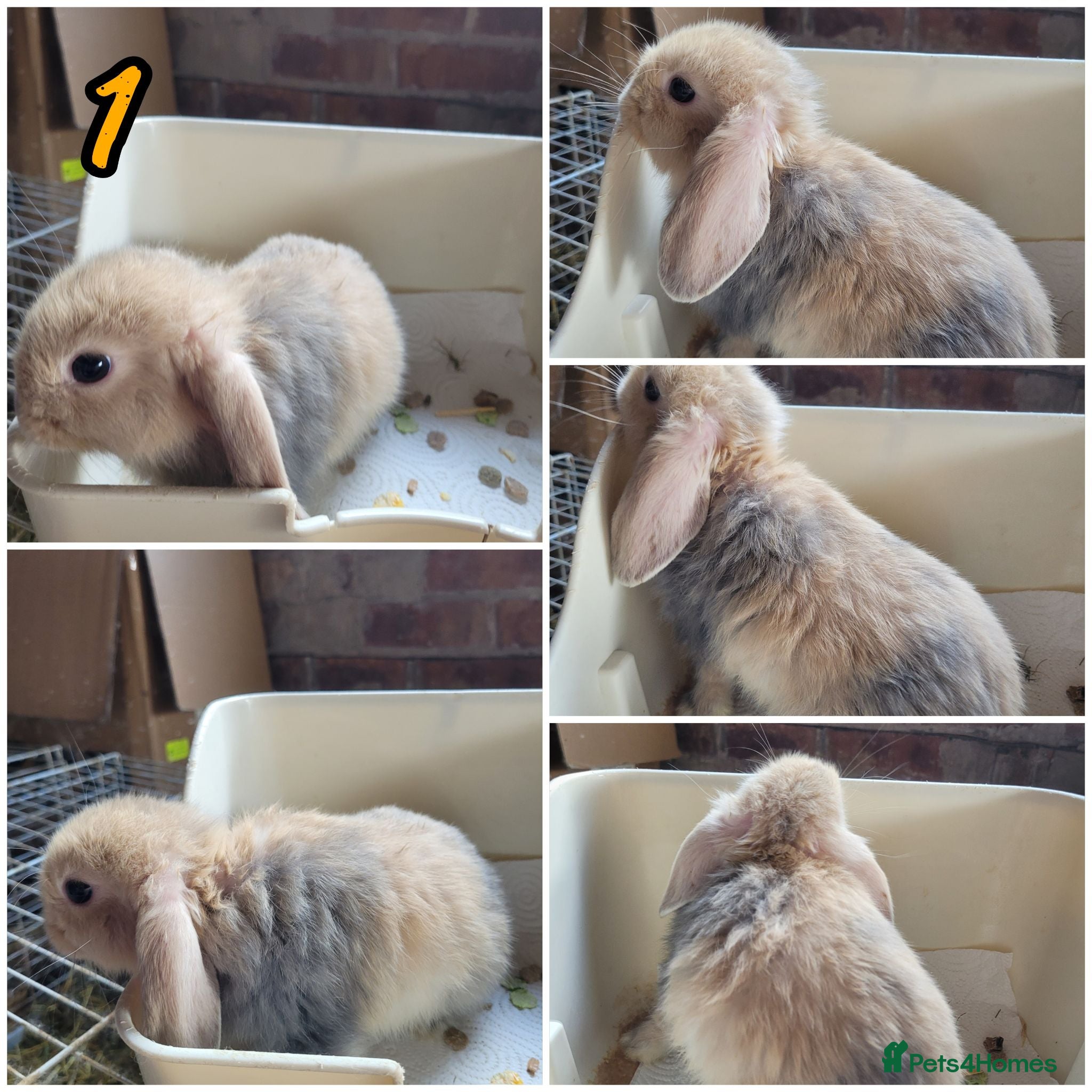 Lionhead rabbits Lop lionhead bunnies!  - Advert 10