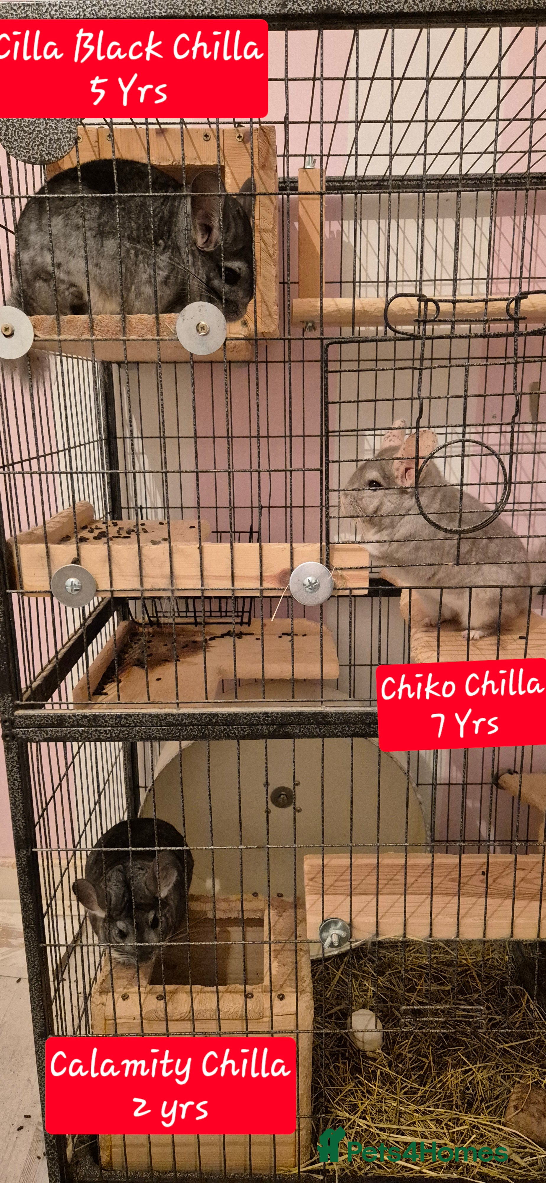 Chinchilla rodents 3 Bonded Chinchillas - Advert 4