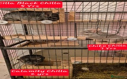 Chinchilla rodents for sale: 3 Bonded Chinchillas - Image 1
