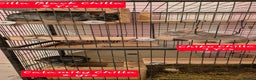 Chinchilla rodents for sale: 3 Bonded Chinchillas - Advert 1