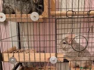 Chinchilla rodents for sale - Advert 1