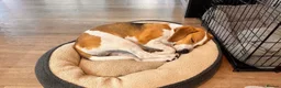 Beagle dogs for sale: 4 year old Beagle Boy in Derby - Advert 5
