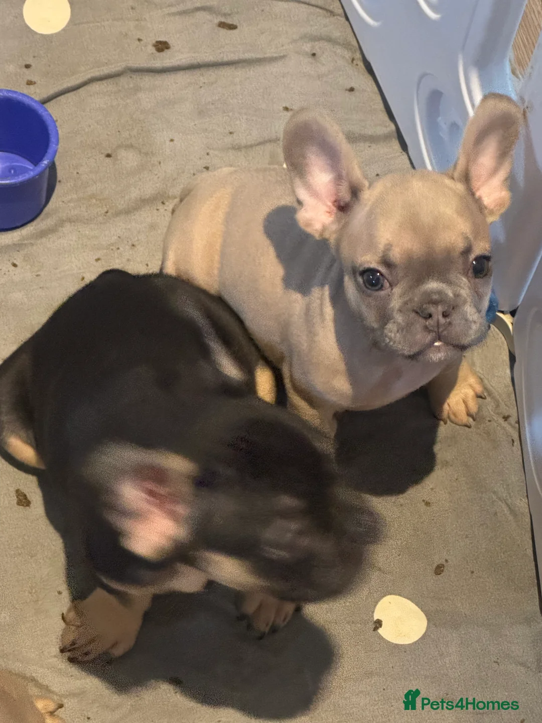 French Bulldog dogs for sale: French bull dog puppy’s for sale  - Advert 8