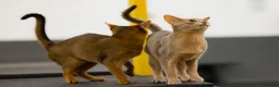 Abyssinian cats for sale: Marvellous Margot - Advert 12