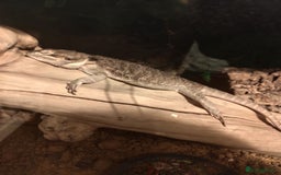 Bearded Dragon reptiles for sale: Bearded dragon - Image 1