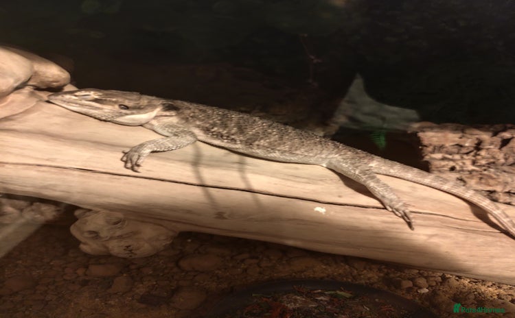 Bearded Dragon reptiles - Advert 1