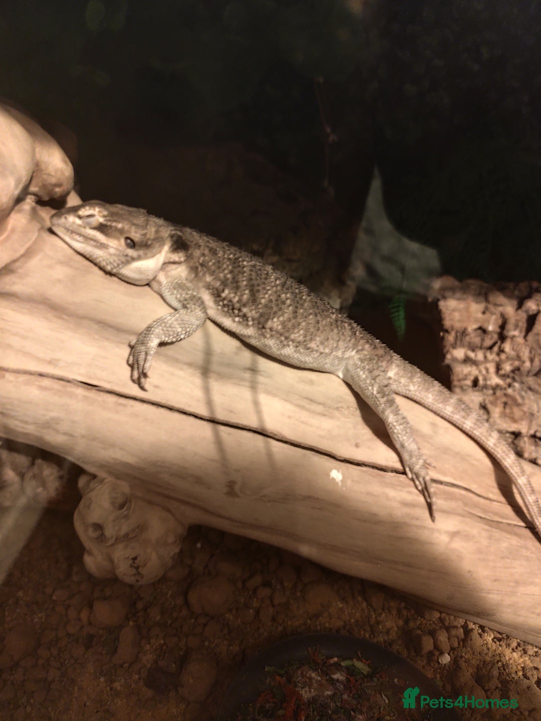 Bearded Dragon reptiles for sale: Bearded dragon - Image 1