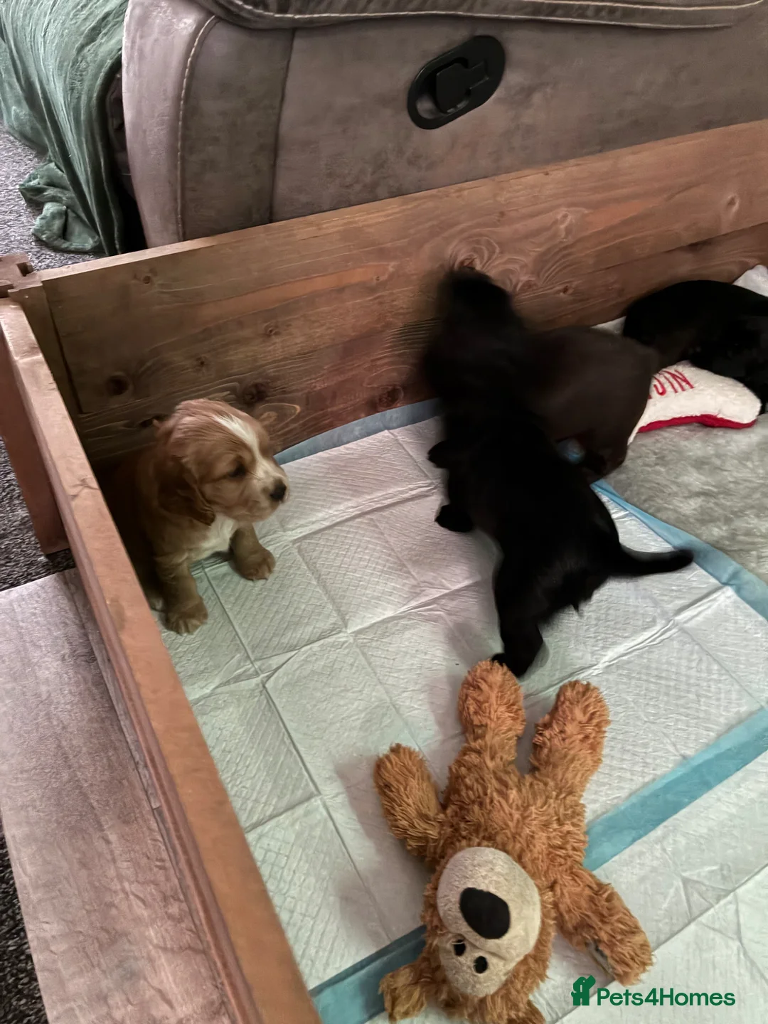 Cocker Spaniel dogs for sale: Lola’s beautiful babies  in Doncaster - Advert 6