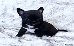 Chihuahua dogs for sale: KC REG HEALTH TESTED CHIHUAHUA BABIES - Image 5