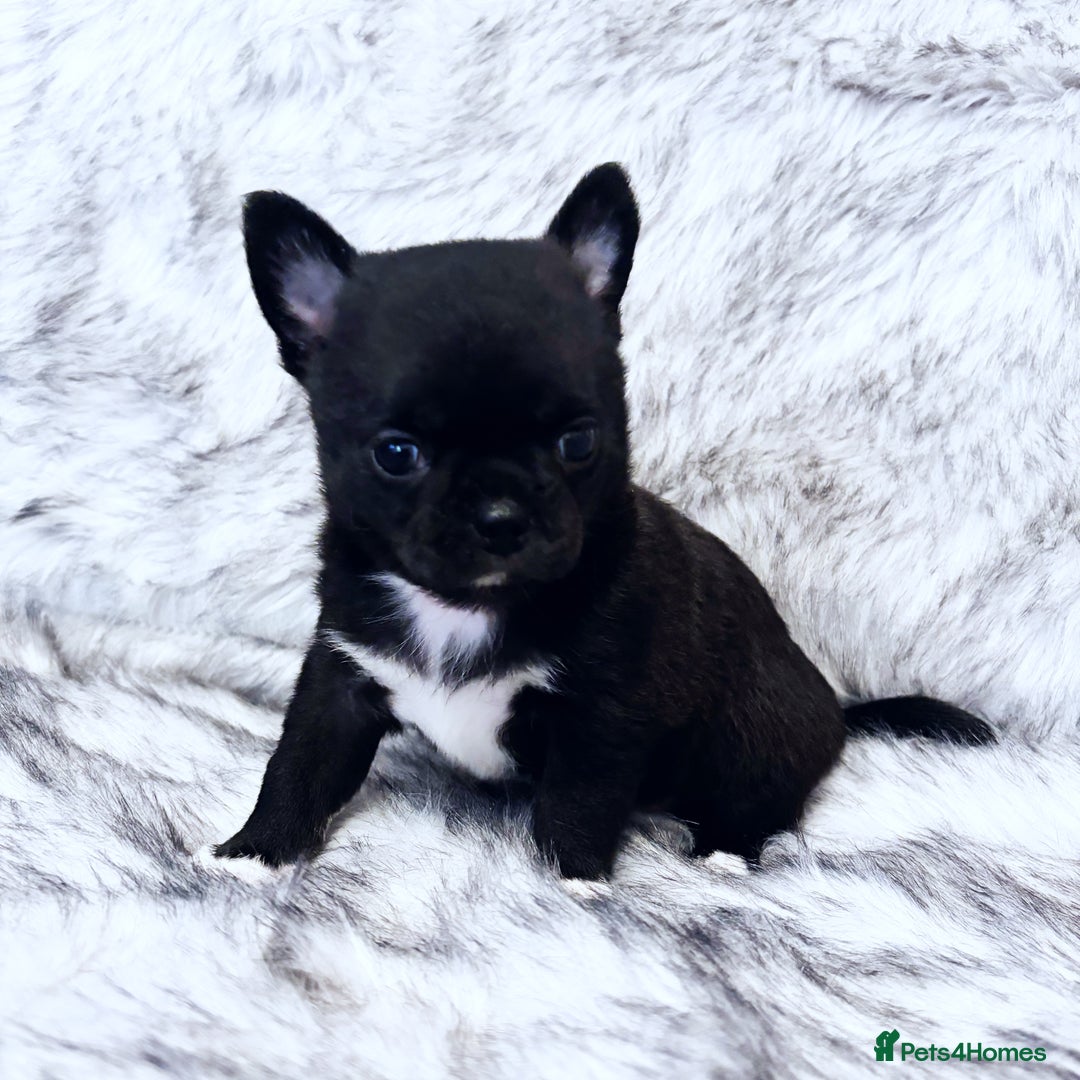Chihuahua dogs for sale: KC REG HEALTH TESTED CHIHUAHUA BABIES - Image 5