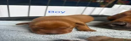 Labrador Retriever dogs for sale: Yellow KC, health tested Labradors  - Advert 18