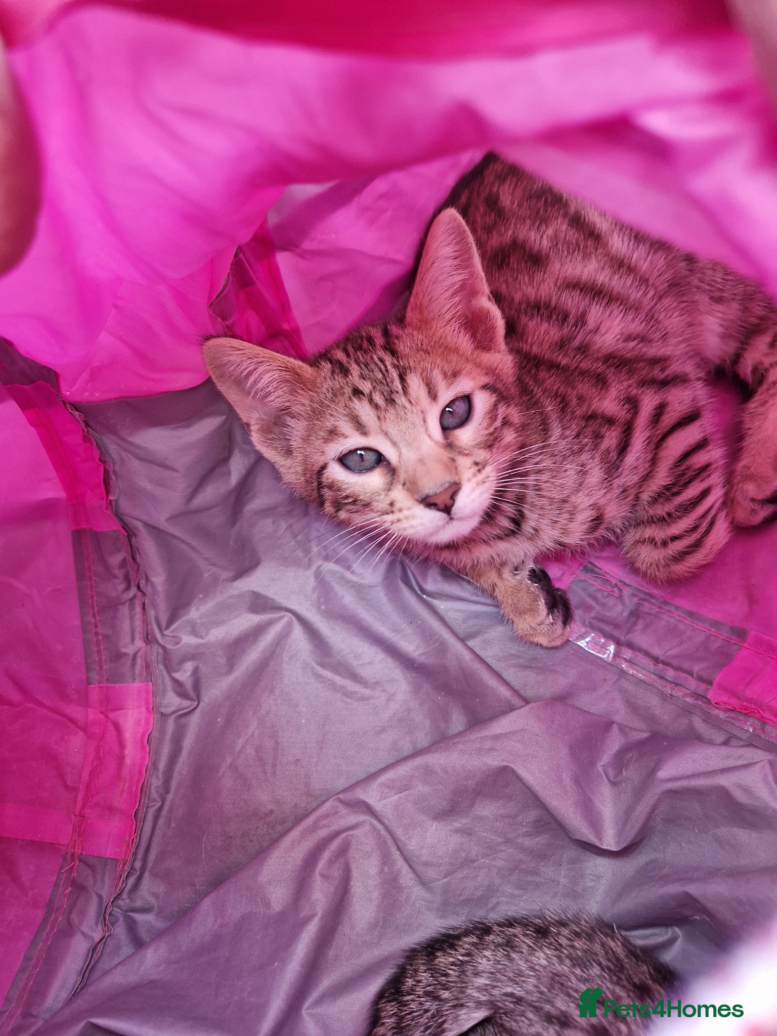 Mixed Breed cats for sale: 7/8ths Bengal, 1/8th Siamese kittens  - Advert 14
