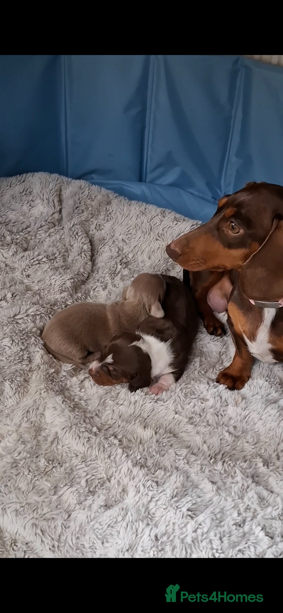 Dachshund dogs Minature dachshound puppies - Advert 4