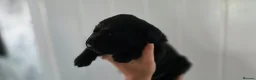 Labrador Retriever dogs for sale: Adorable Labrador Puppies for Sale! - Advert 4