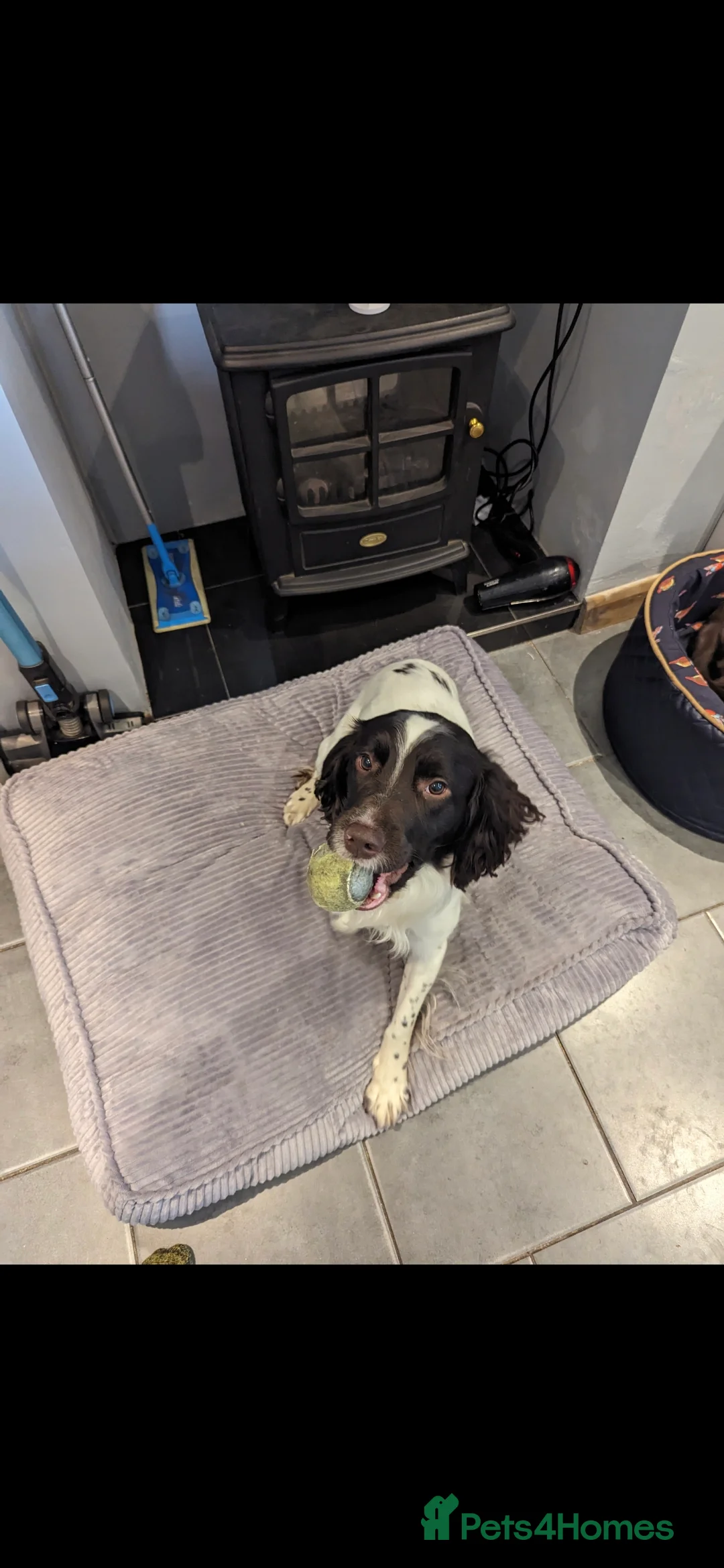 Sprocker dogs for sale: Sporker puppies  - Advert 4