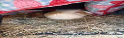 Guinea Pig rodents for sale: 2 x female guinea pigs  in Darlington - Advert 3