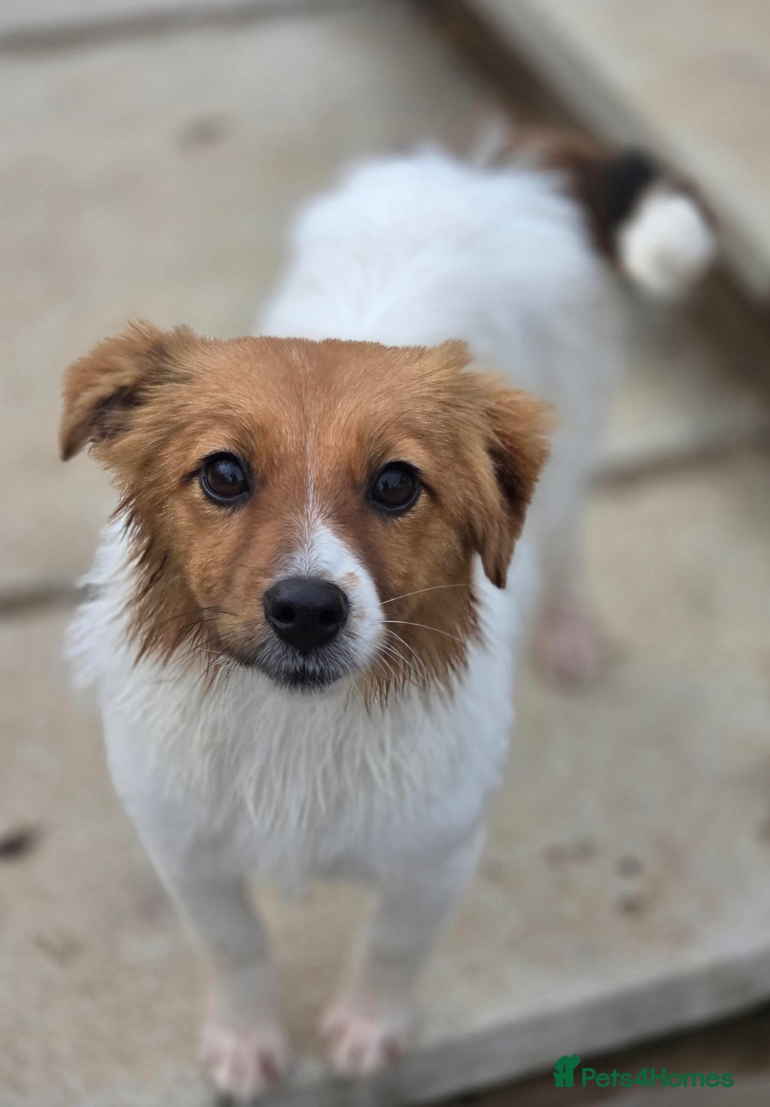 Mixed Breed dogs for adoption: Beautiful Clever Jess - Advert 3