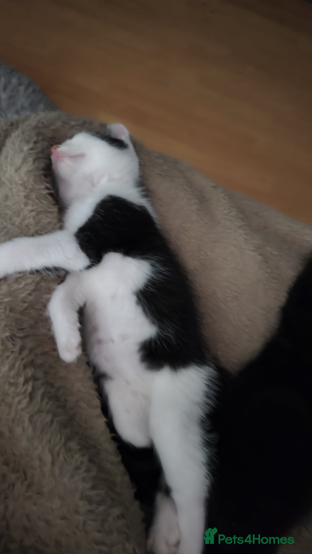 Mixed Breed cats for sale: Kittens for free  - Image 13
