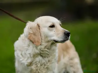 Golden Retriever dogs Adult dog for loving home via POLICE K9 trainer - Advert 11