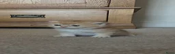 British Shorthair cats for sale: GCCF GOLDEN NY12 and BLUE GOLDEN AY12  - Advert 16