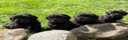 Mixed Breed dogs for sale: Gorgeous zuchon x toy poodle ready now - Advert 14