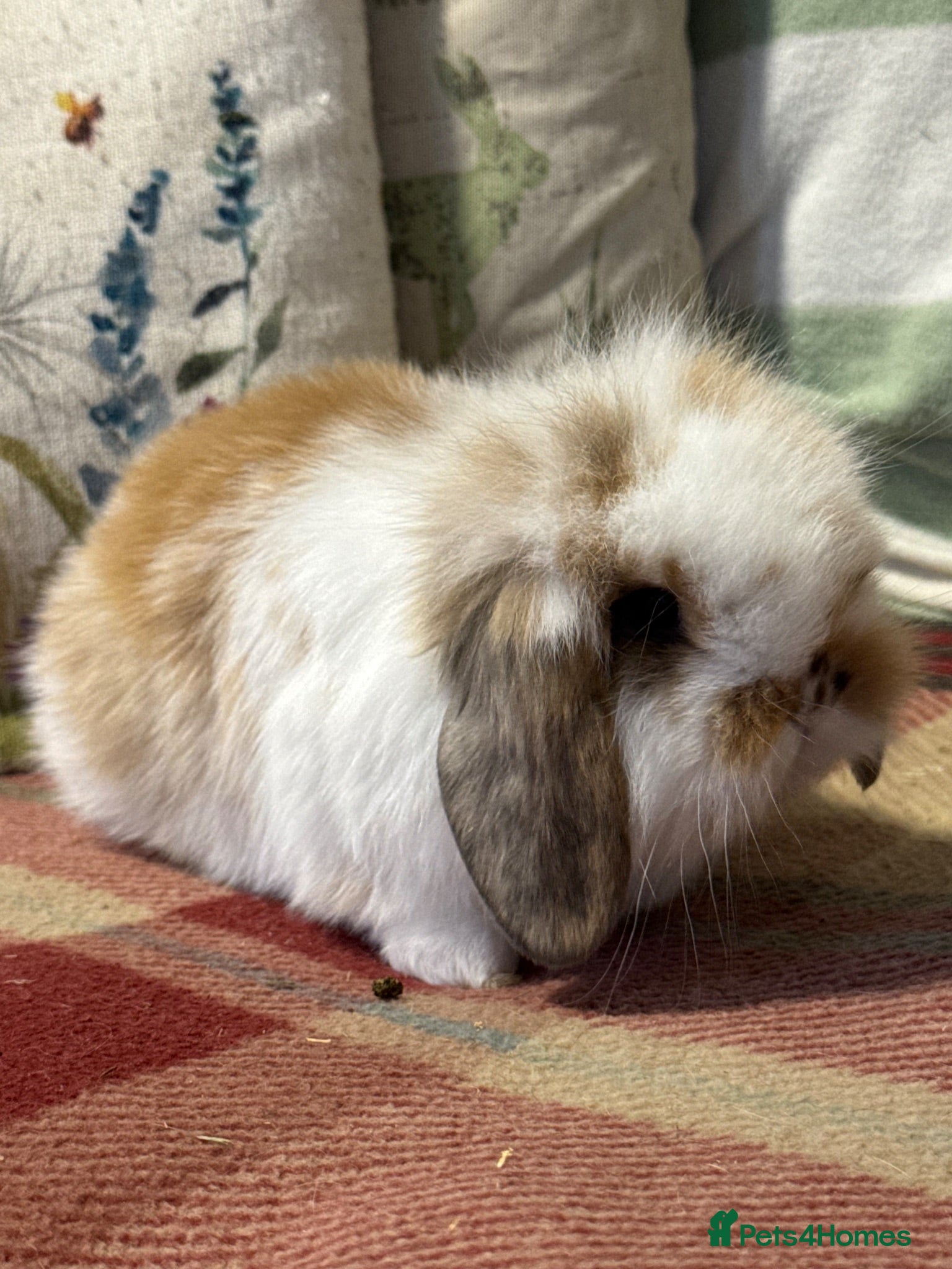 Mini Lop rabbits Lovely mini lop & lion lop babies (vaccinated) - Advert 2
