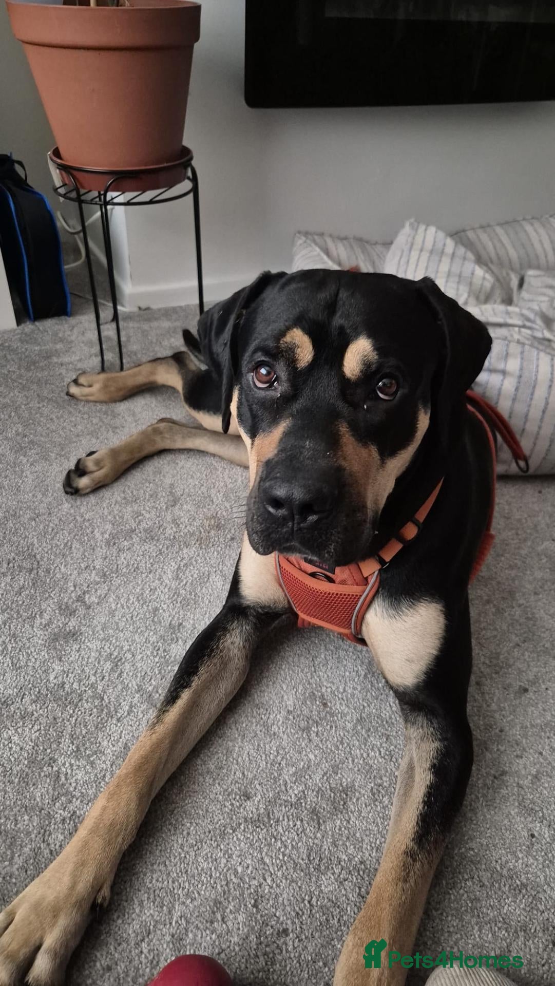 Mixed Breed dogs Freddie - Cane Corso/Bullmastiff - 2 Years Old - Advert 6