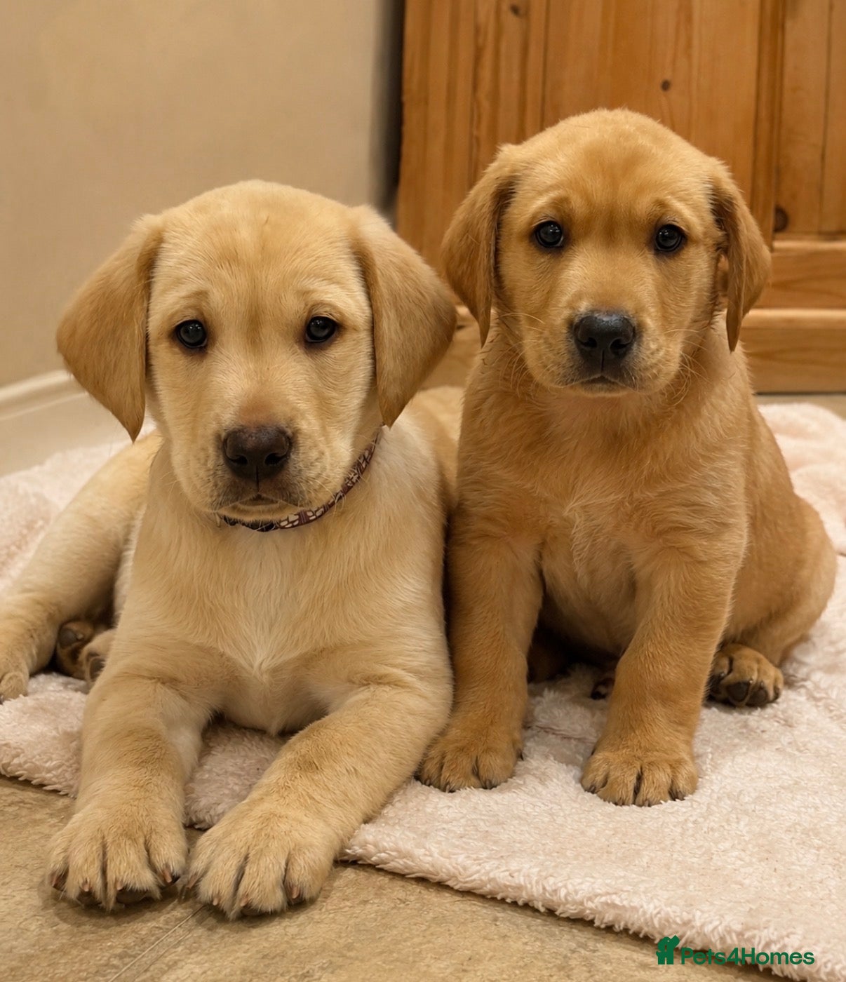 Labrador Retriever dogs Three left. KC Reg Labrador puppies  - Advert 3