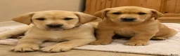 Labrador Retriever dogs for sale: Exceptional KC Reg Labrador puppies  - Advert 2