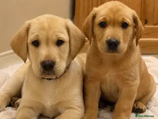 Labrador Retriever dogs Three left. KC Reg Labrador puppies - Advert 2