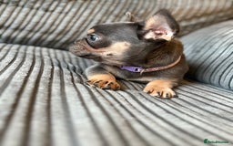 French Bulldog dogs for sale: French bulldog puppie - Advert 6