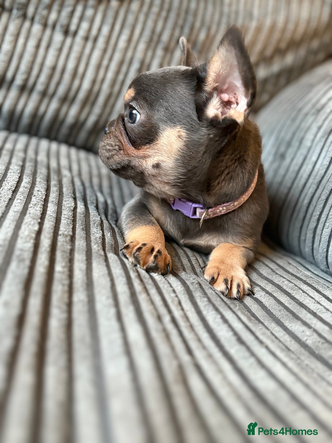 French Bulldog dogs for sale: French bulldog puppie - Advert 6