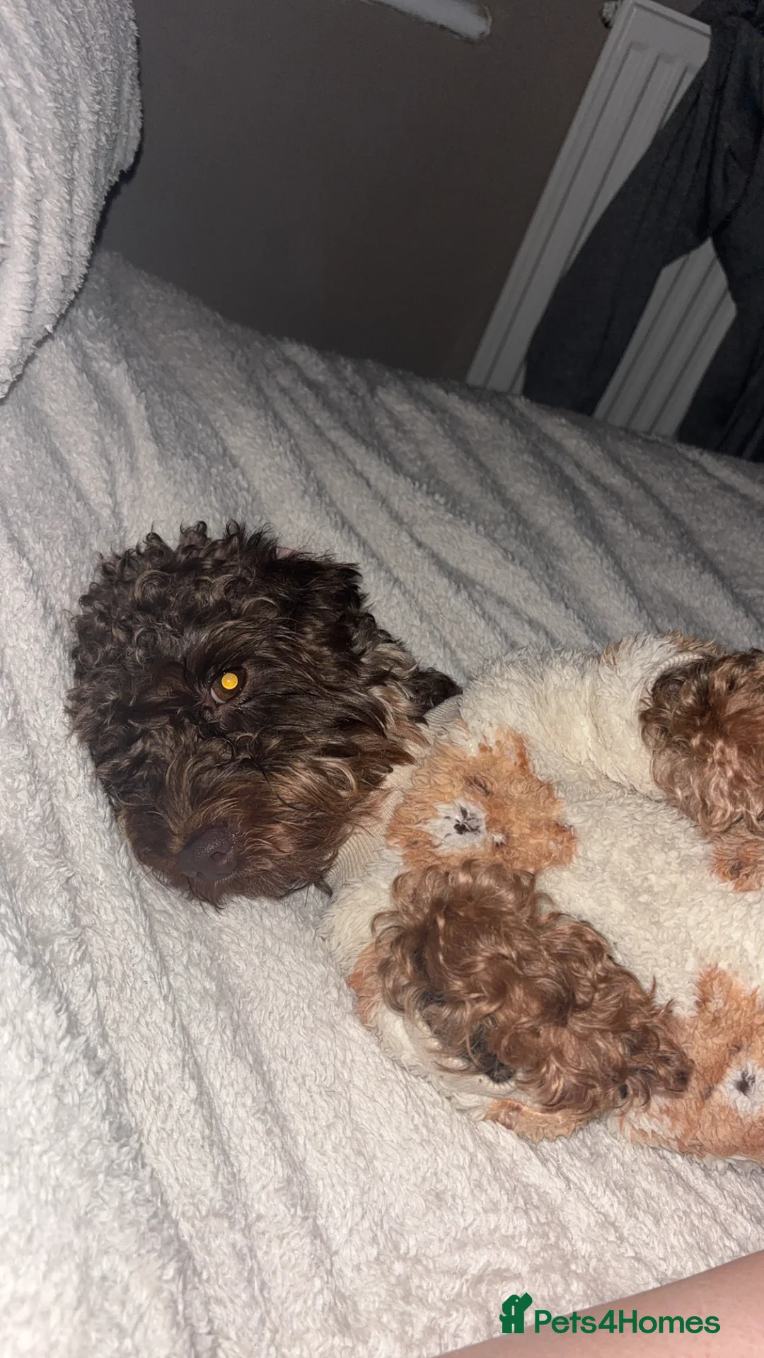 Cavapoo dogs for sale: Chocolate Cavapoo - 1 year old  - Advert 7
