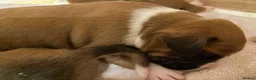 Boxer dogs for sale: Beautiful Boxer Puppies - long tailed boys/girls - Advert 3