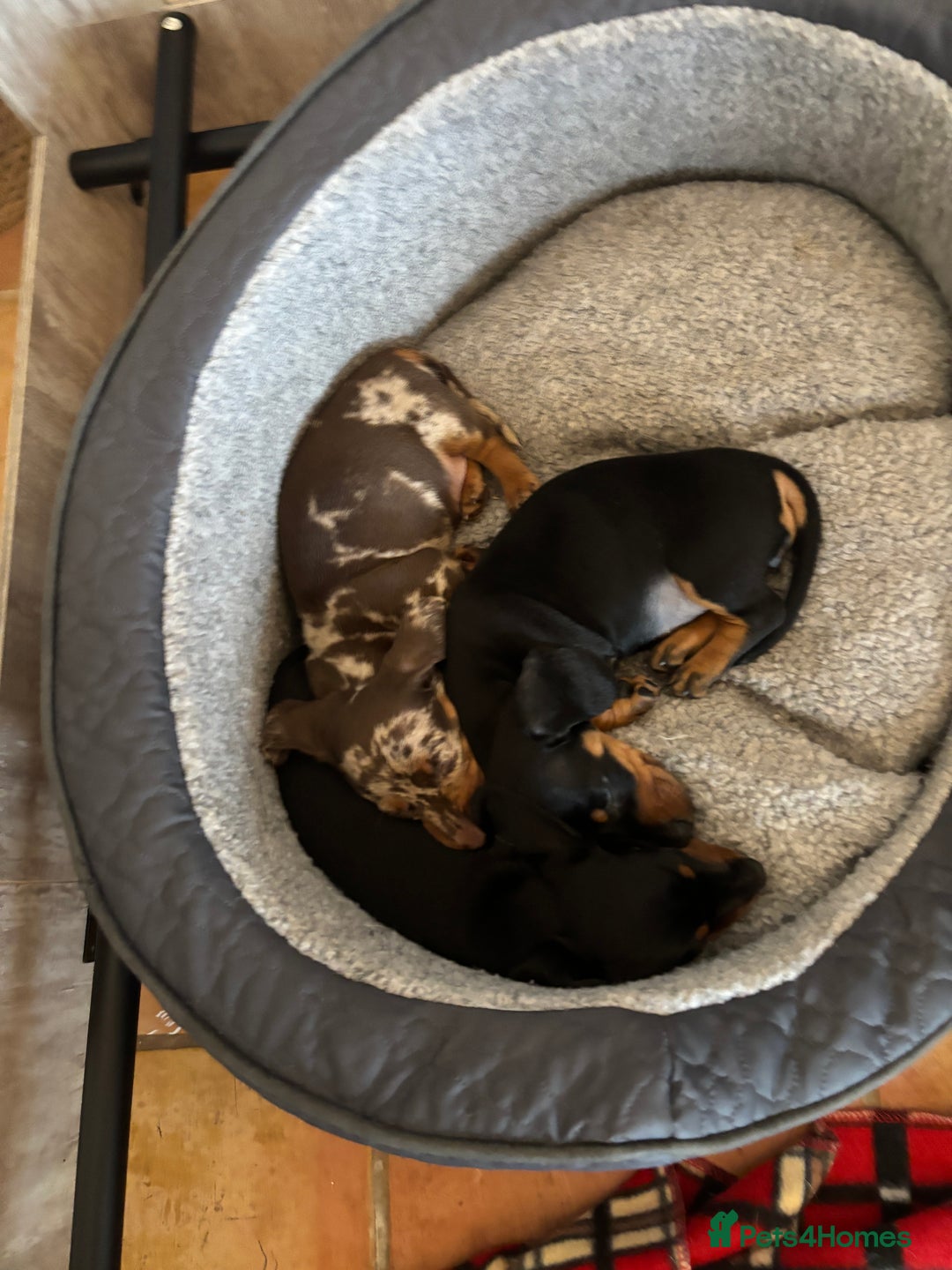 Miniature Dachshund dogs for sale: Stunning Miniature Dachsund pups available  - Image 15