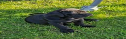Cane Corso dogs for sale: Absolutely stunning Cane Corso’s  - Advert 29