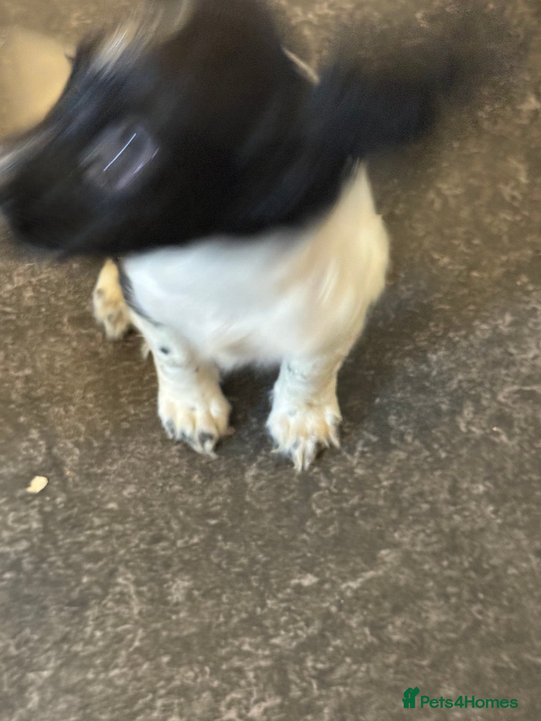 English Springer Spaniel dogs for sale: Black and white springer spaniel  - Image 6