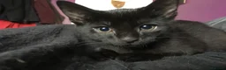 British Shorthair cats for sale: Cat for Rehoming 8 year old male in Totnes - Advert 25