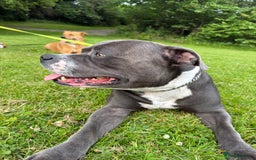 Mixed Breed dogs for sale: 1 boy left for £250 - Image 5