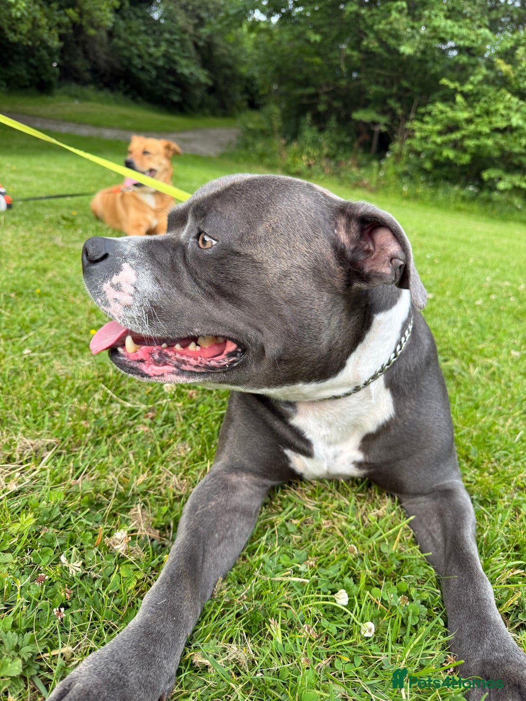 Mixed Breed dogs for sale: 1 boy left for £250 - Image 5