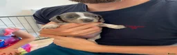 Miniature Dachshund dogs for sale: 5 beautiful Miniature Dachshund puppies  - Advert 11