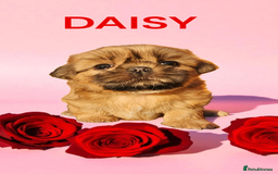 Shih Tzu dogs for sale: 💕🐶💕 STUNNING SHIH TZU 💕🐶💕 - Image 9