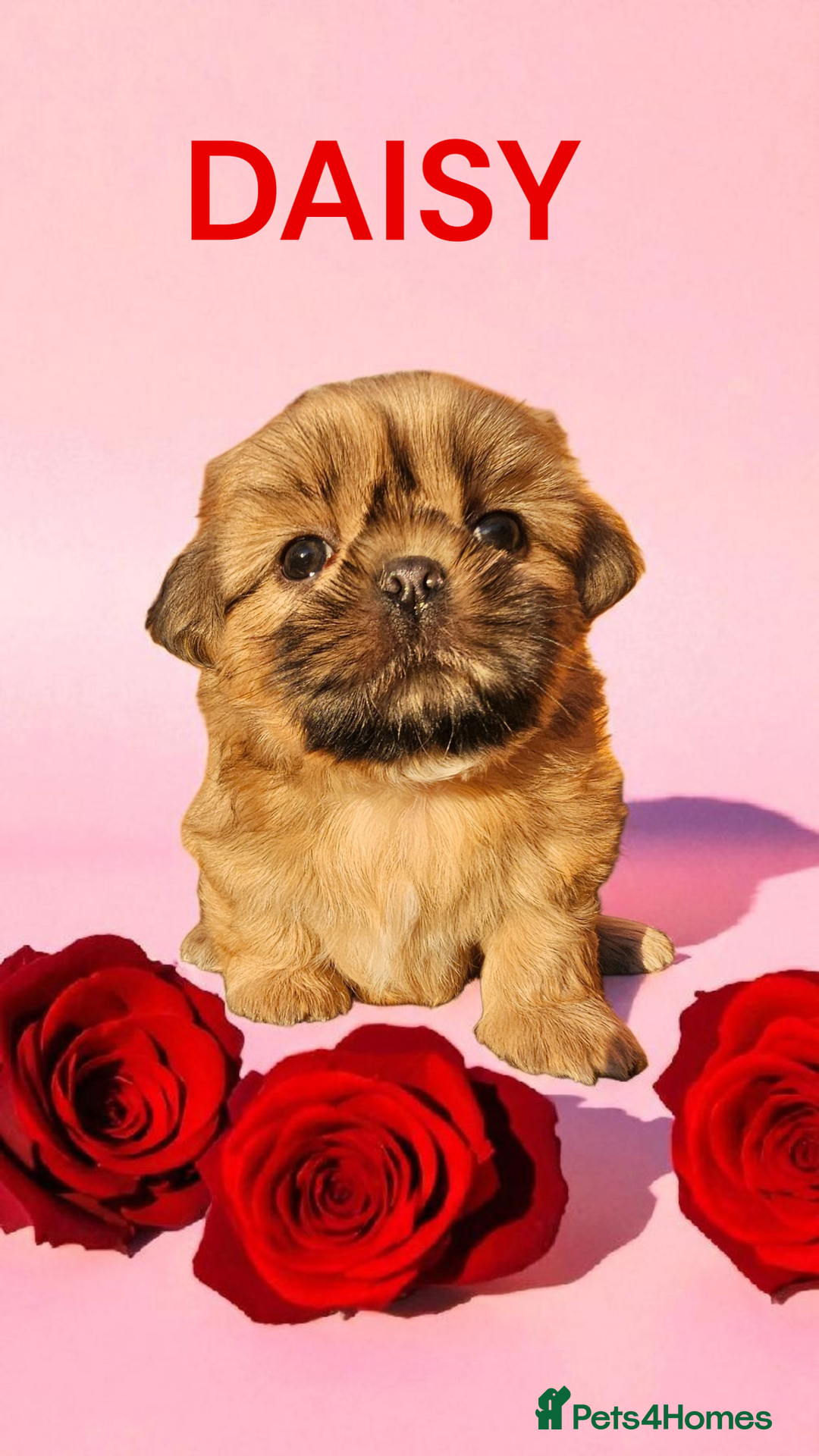 Shih Tzu dogs for sale: 💕🐶💕 STUNNING SHIH TZU 💕🐶💕 - Image 9