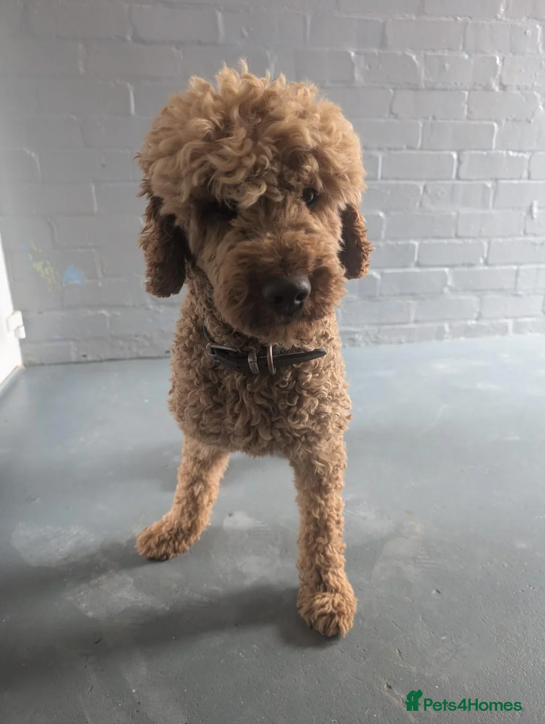 Miniature Poodle dogs for stud: Beautiful Deep Red Miniature Poodle for stud in Boston - Advert 2