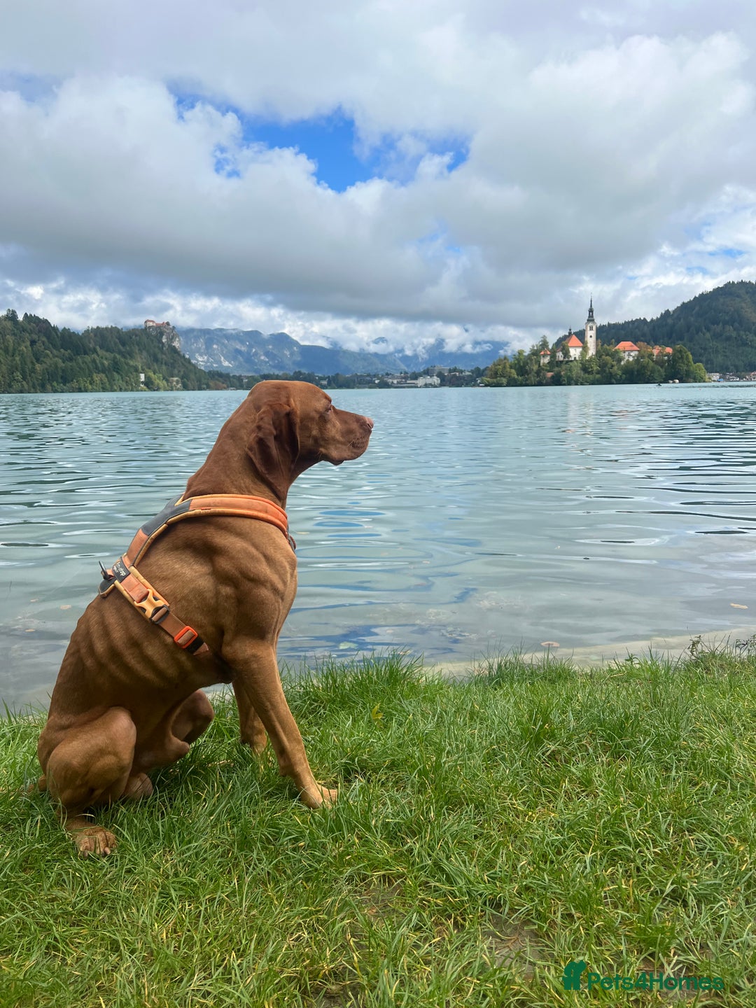 Hungarian Vizsla dogs for stud:   *Proven Stud* Son of Hungarian Grand Champion in Workington - Image 8