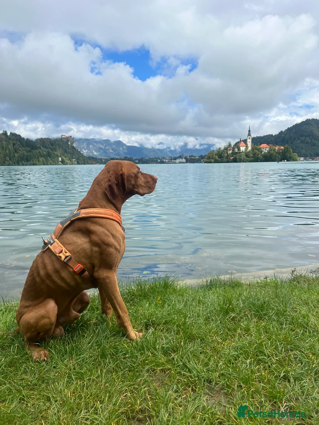 Hungarian Vizsla dogs for stud:   *Proven Stud* Son of Hungarian Grand Champion - Advert 11